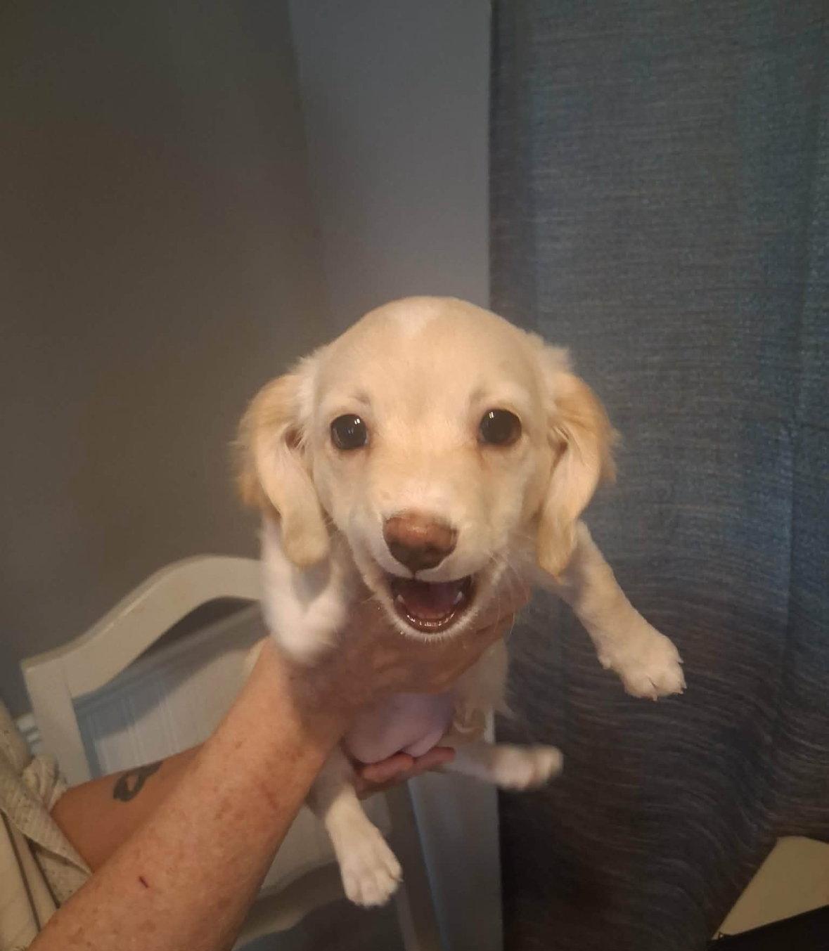 Enlarge Remy - ADOPTION IN PROCESS, a Adoptable mixed breed in Grafton, WI image 3/3