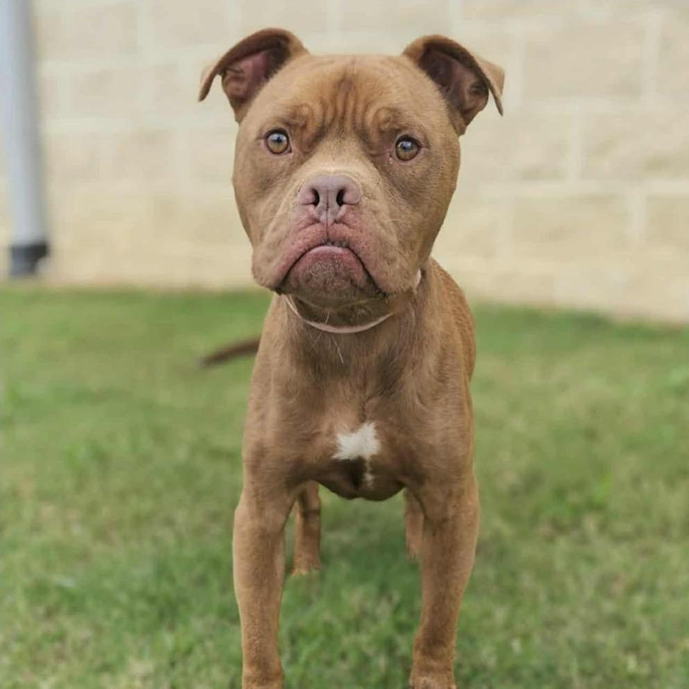 RED ADOPTED!, a Adoptable Mixed Breed in Nashville, NC image 1/2