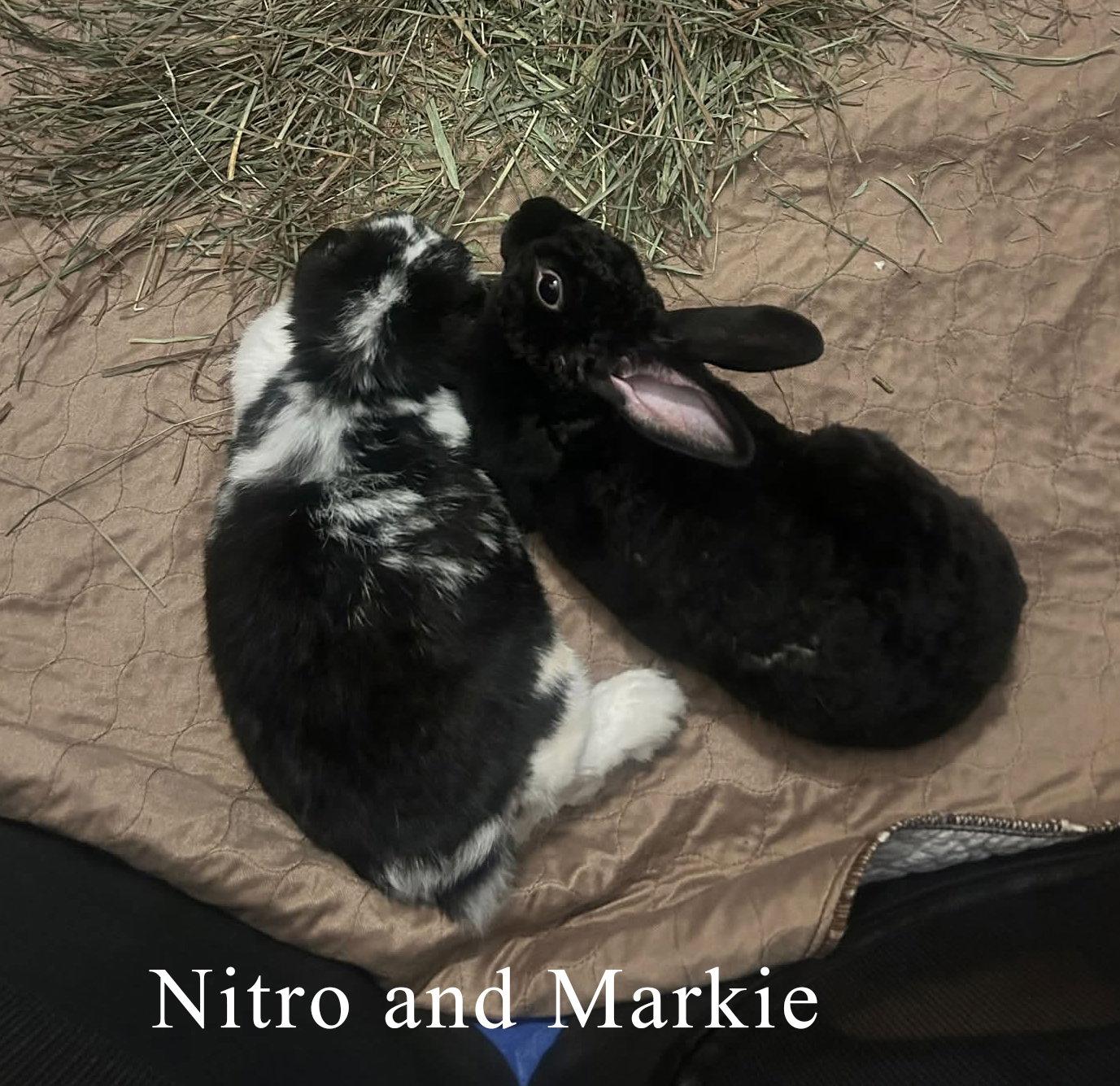 Nitro, Adopted, Young Male Mini Lop.