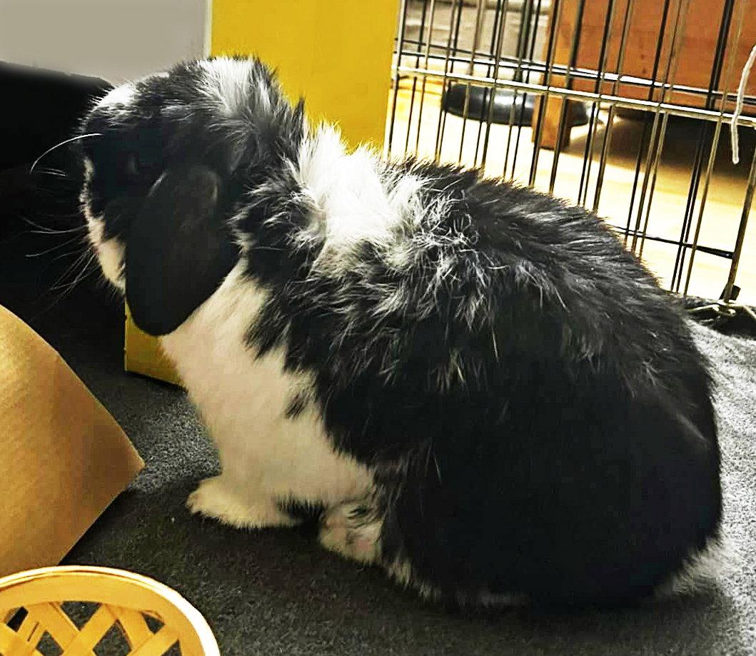 Enlarge Nitro, a Adopted Mini Lop in Lakeville, MN image 2/3