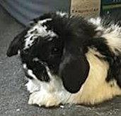 Enlarge Nitro, a Adopted Mini Lop in Lakeville, MN image 3/3