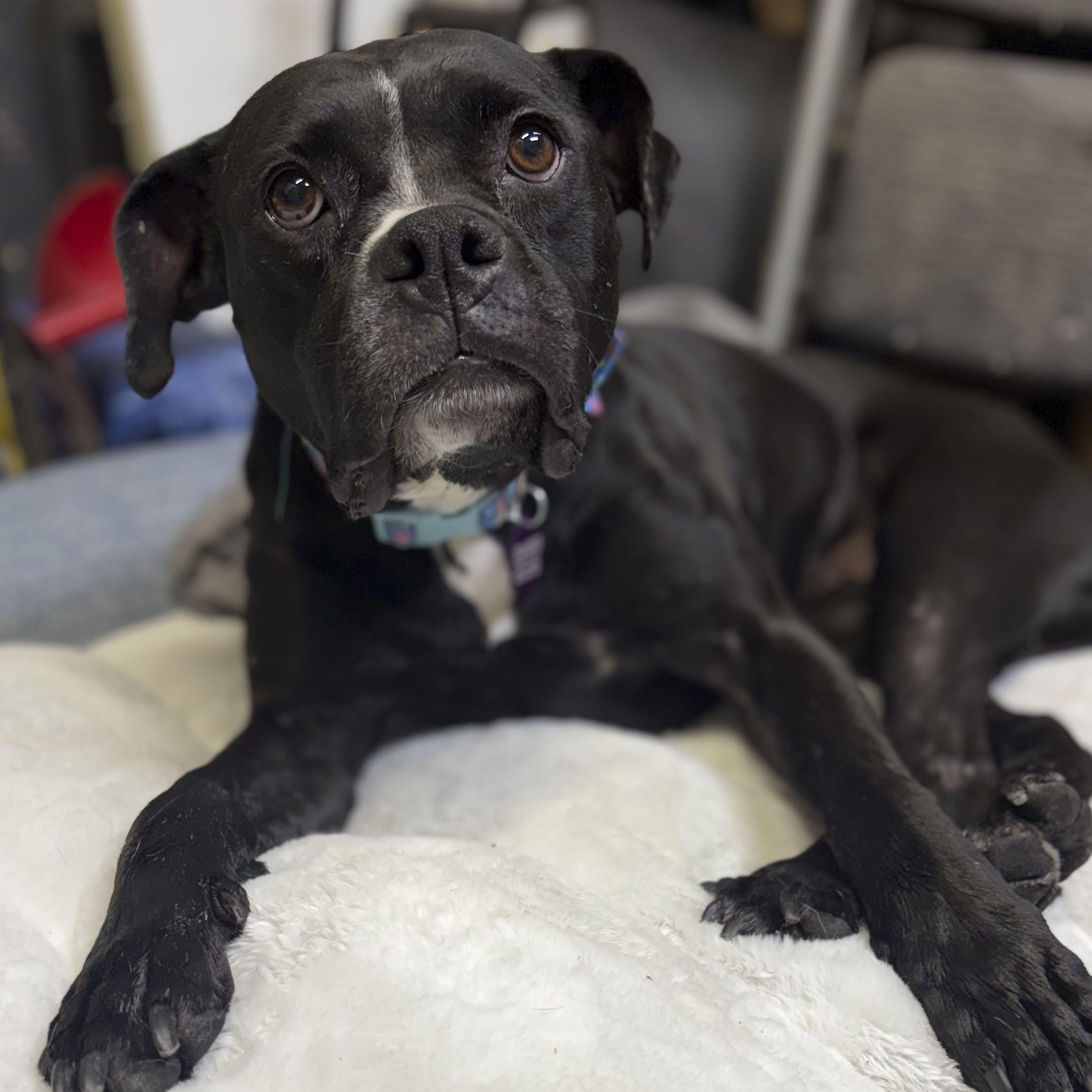 Chi Chi, Adoptable, Adult Female Boxer & Black Labrador Retriever.