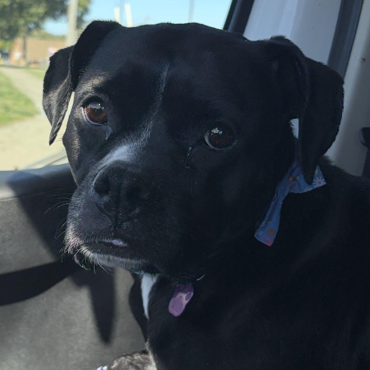 Enlarge Chi Chi, a Adoptable mixed breed in Omaha, NE image 2/4