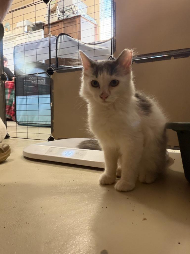 Poppy, Adopted, Kitten Male Domestic Short Hair.
