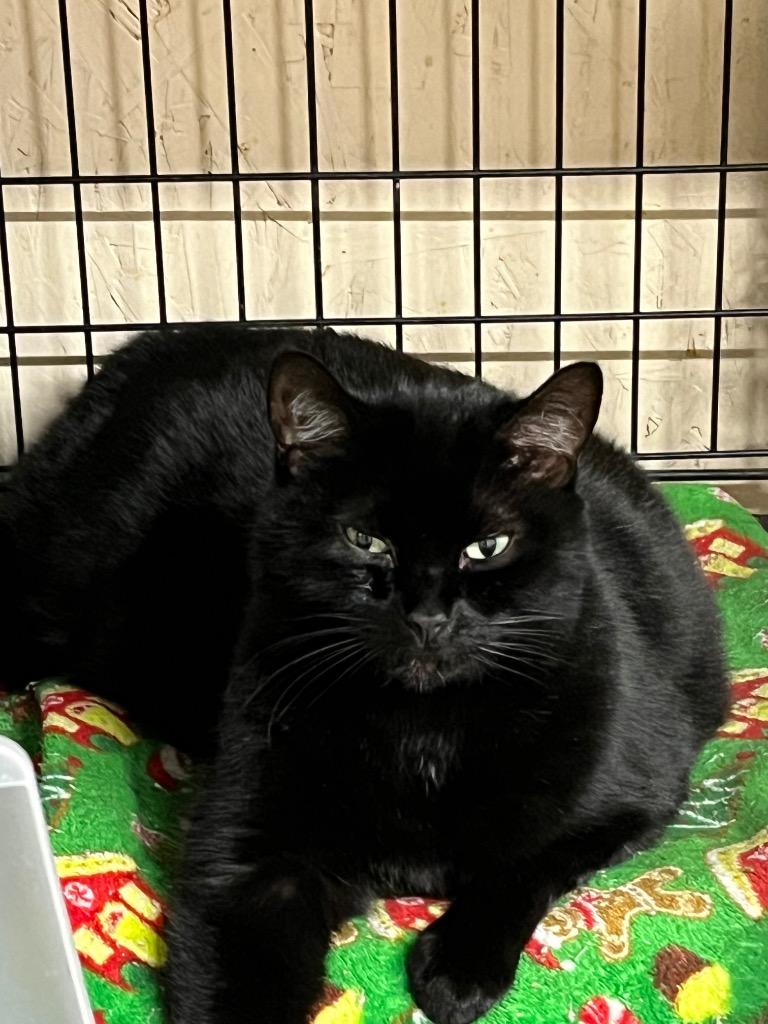 Binx, Adoptable, Senior Male Domestic Short Hair.