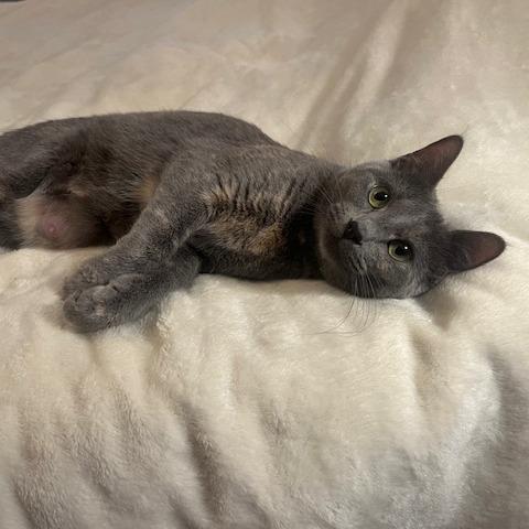 Park Ranger, Adoptable, Adult Female Domestic Short Hair.