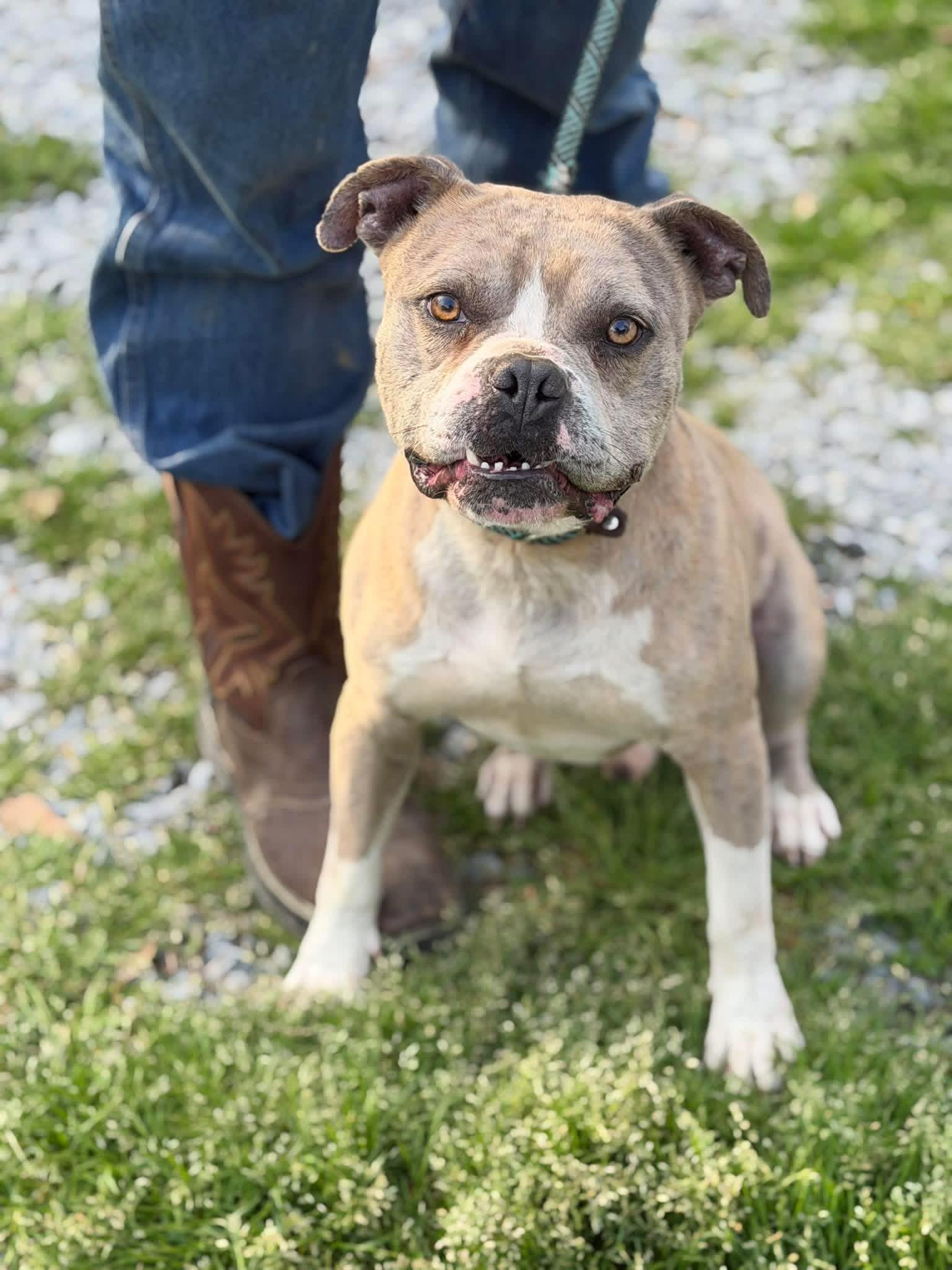 Enlarge Bruelee, a ADOPTABLE mixed breed in Elizabethtown, NC image 1/1