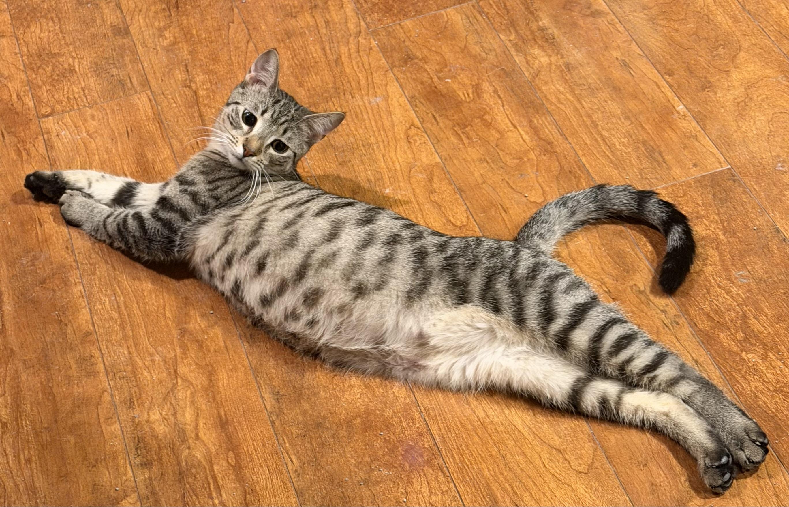 Talia, ADOPTABLE, Kitten Female Domestic Short Hair.