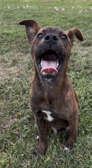 BUZZ, Adoptable, Young Male Labrador Retriever & Mixed Breed.