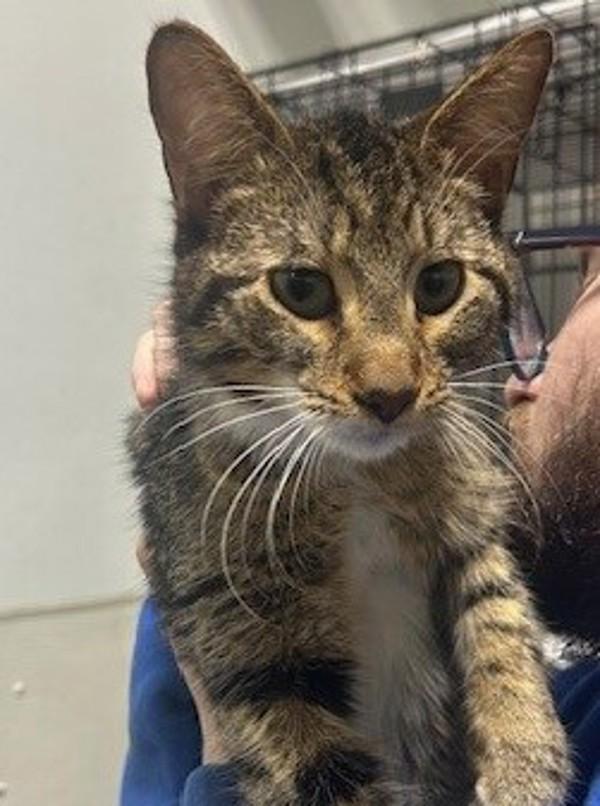 26-04-1069 Sprout, Adoptable, Adult Male Domestic Short Hair.