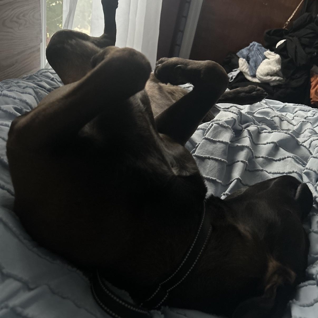 Winston- kid & dog friendly!