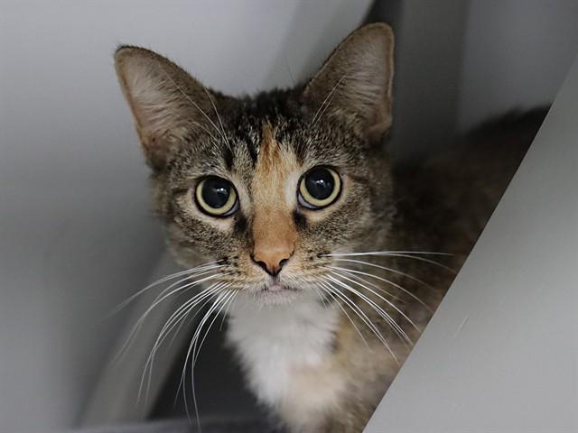 Enlarge CHILDE, a Adoptable Domestic Short Hair in Ojai, CA image 1/1