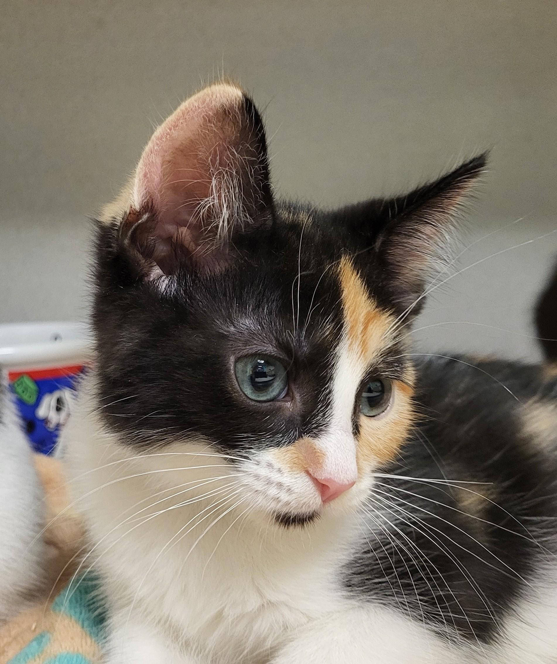 Ygritte, adopted, Kitten Female Domestic Short Hair.