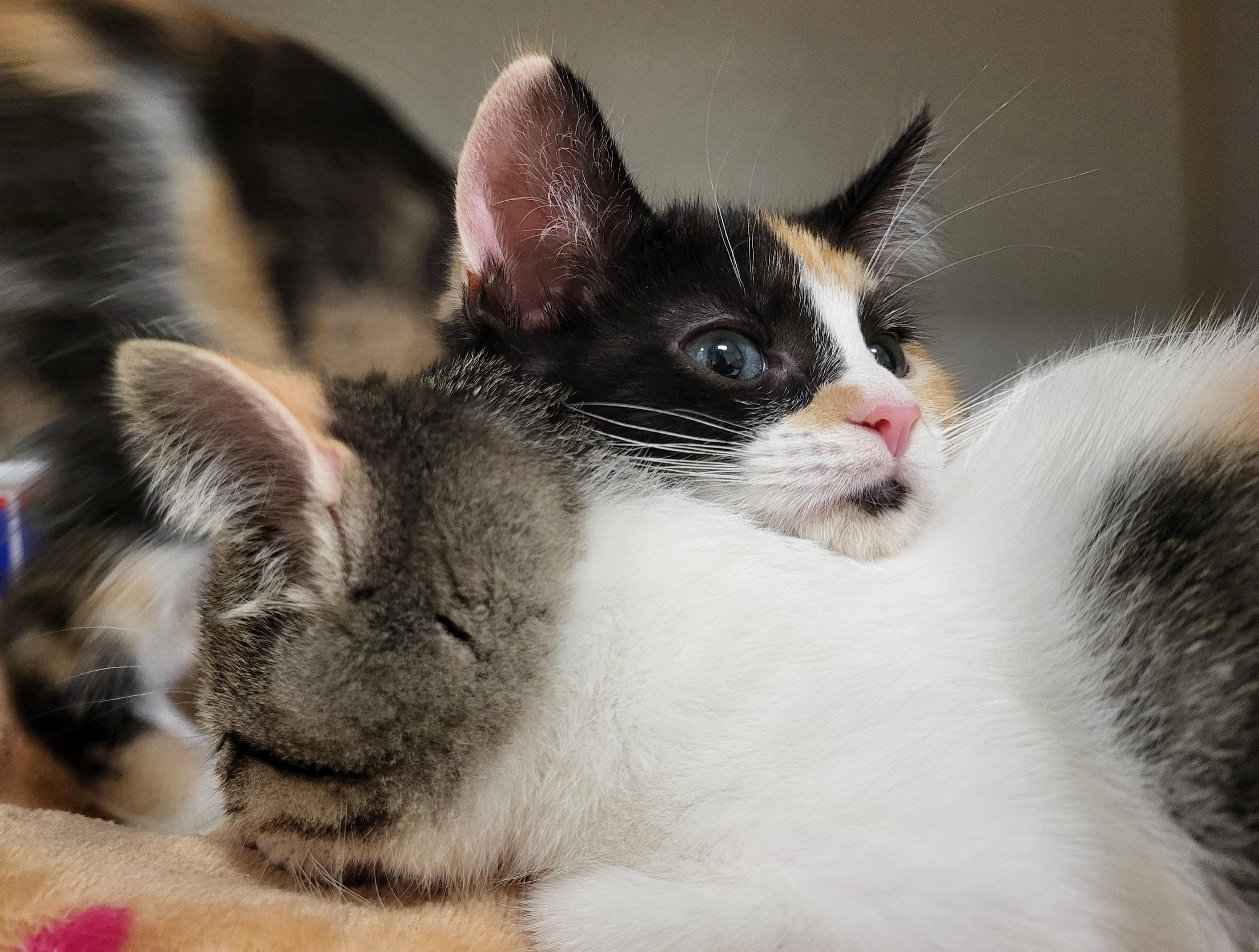 Enlarge Ygritte, an adopted Domestic Short Hair in Grayslake, IL image 2/3