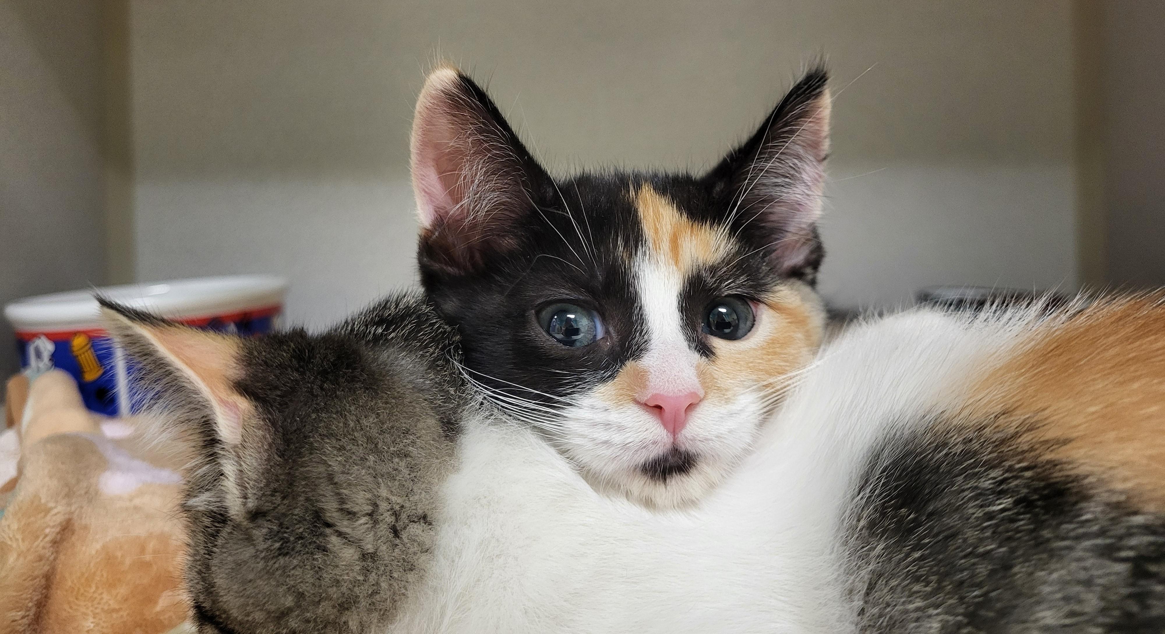 Enlarge Ygritte, an adopted Domestic Short Hair in Grayslake, IL image 3/3