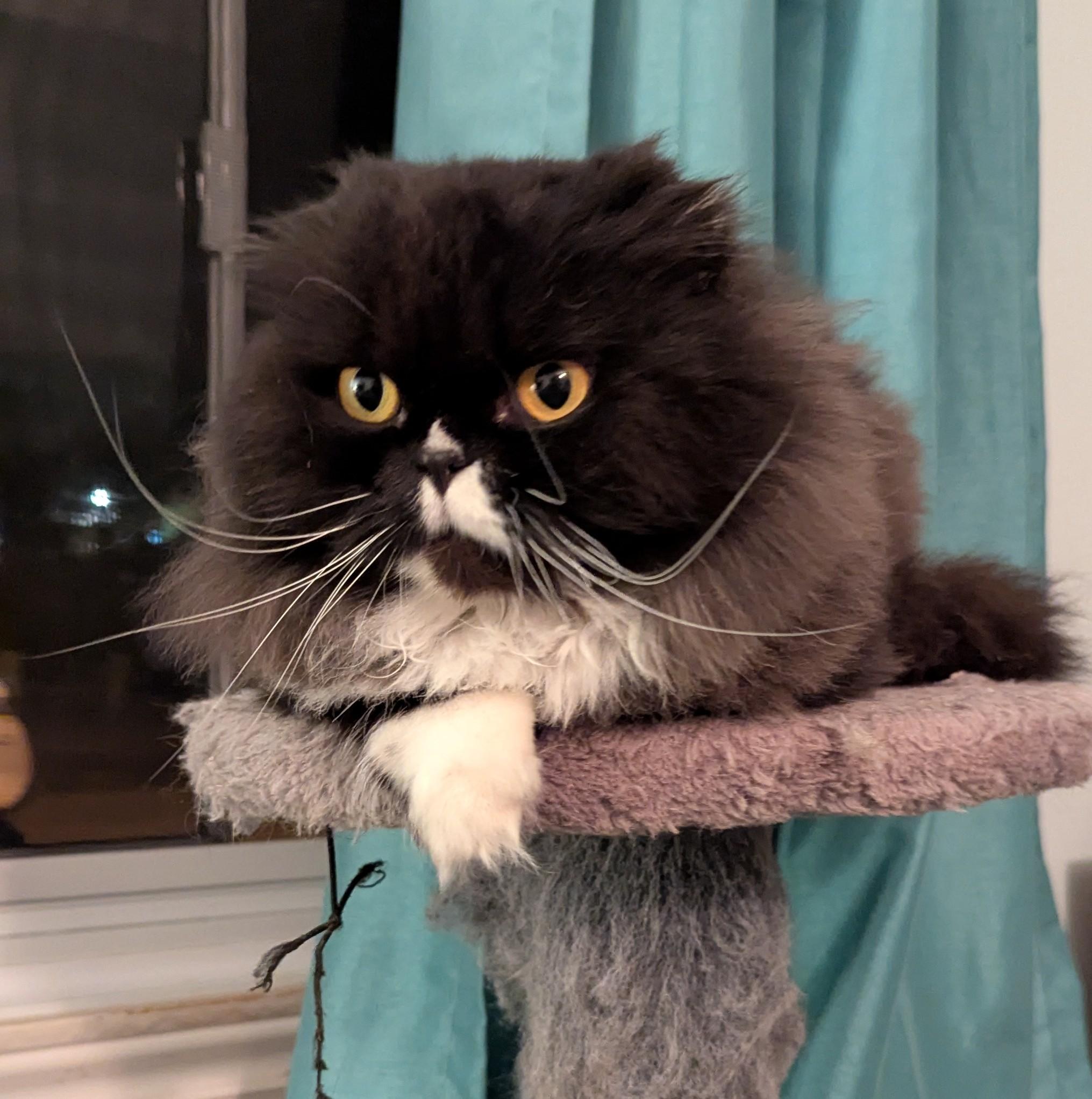 Enlarge Kathy, a Adopted Scottish Fold in Richelieu, QC image 1/5