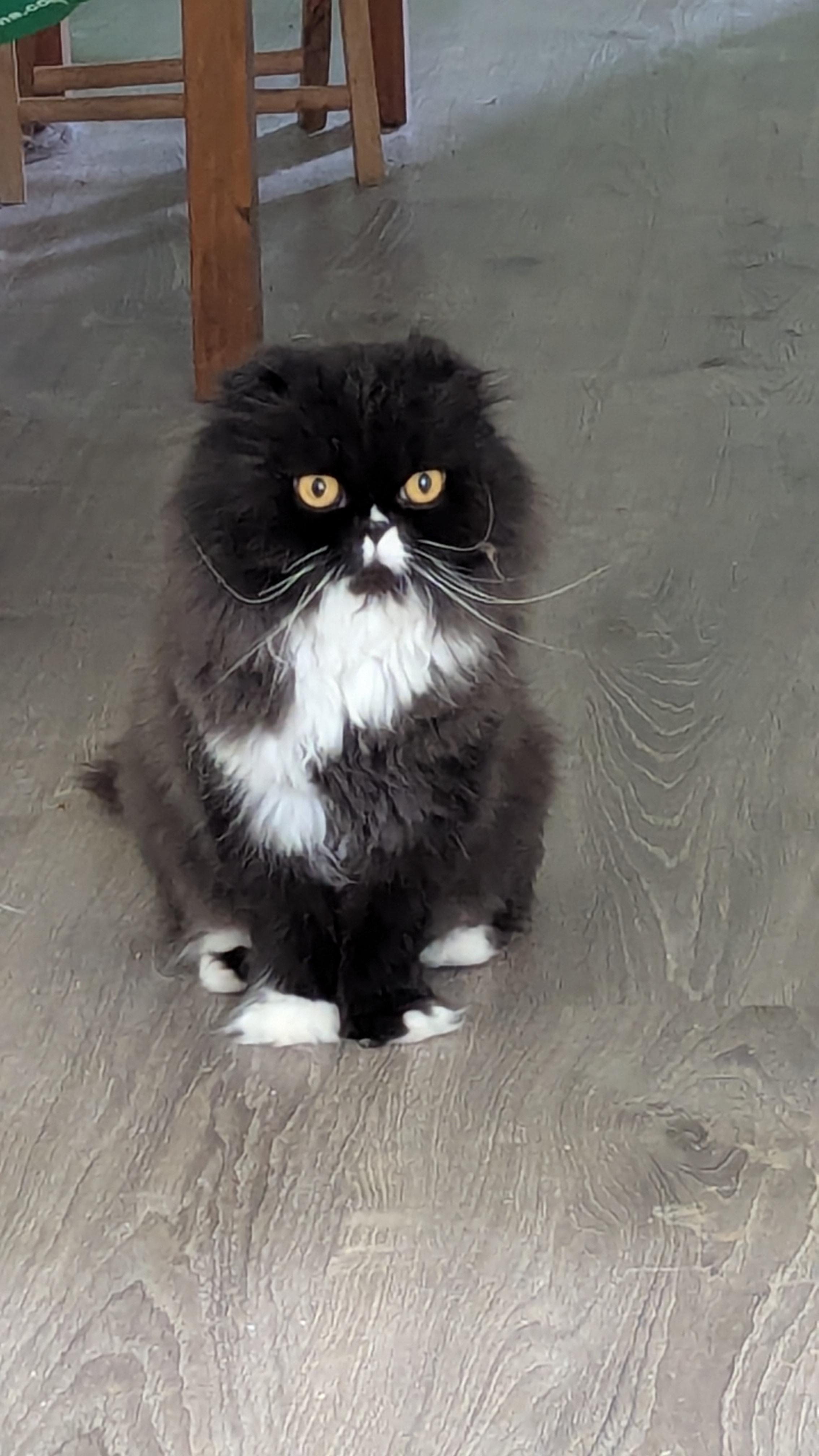 Enlarge Kathy, a Adopted Scottish Fold in Richelieu, QC image 2/5