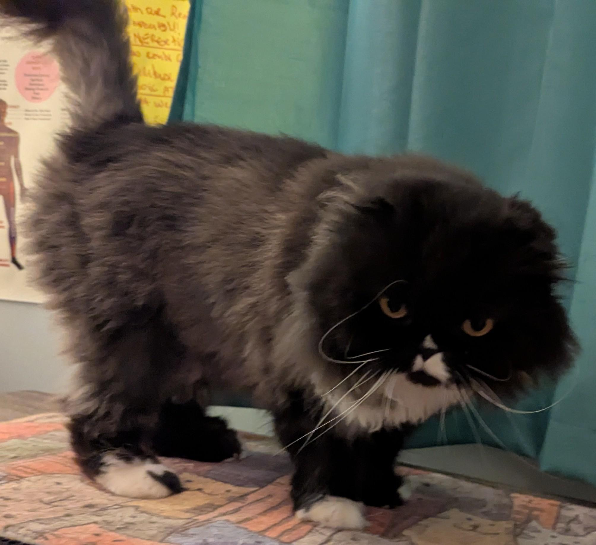 Enlarge Kathy, a Adopted Scottish Fold in Richelieu, QC image 4/5