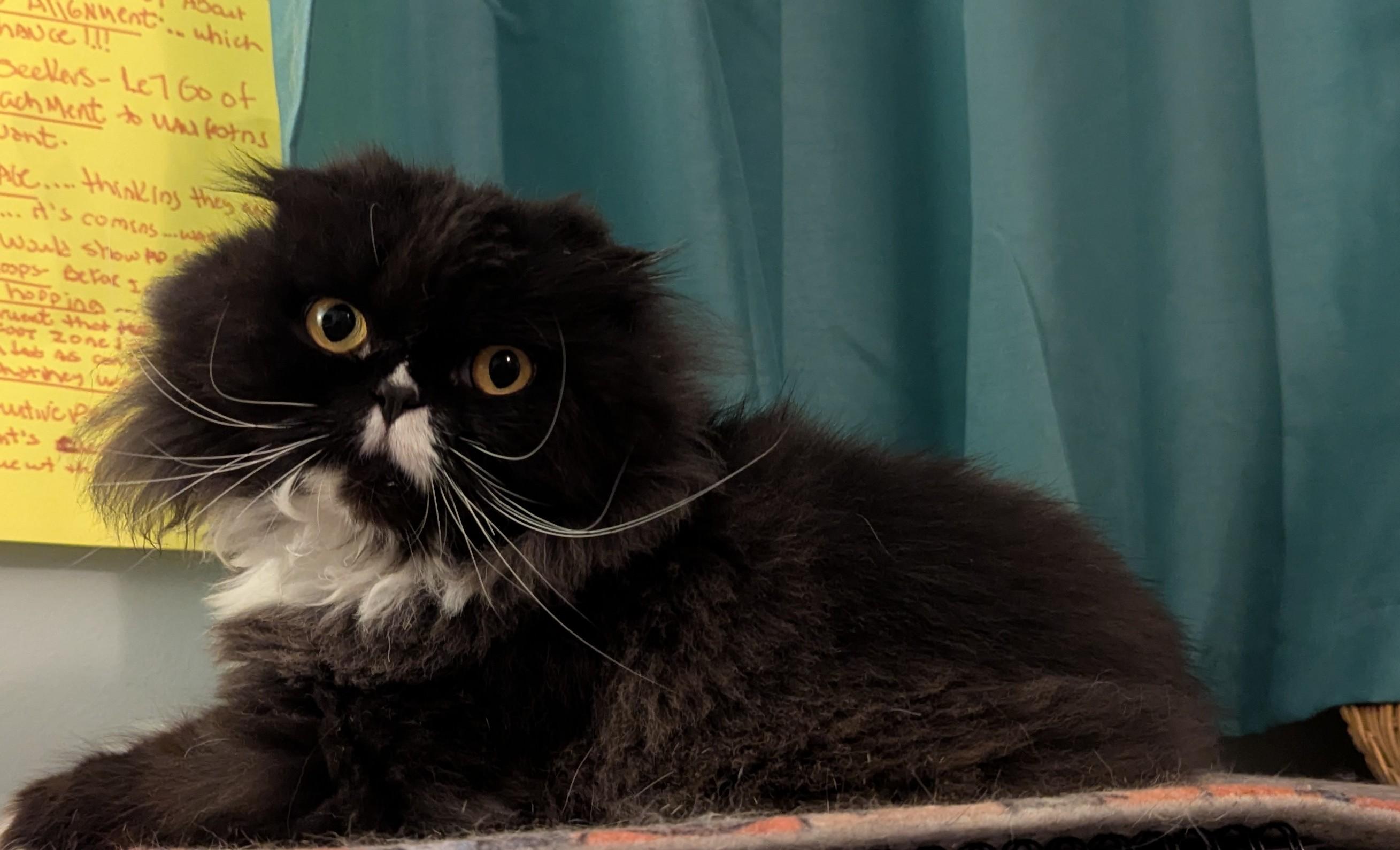 Enlarge Kathy, a Adopted Scottish Fold in Richelieu, QC image 5/5