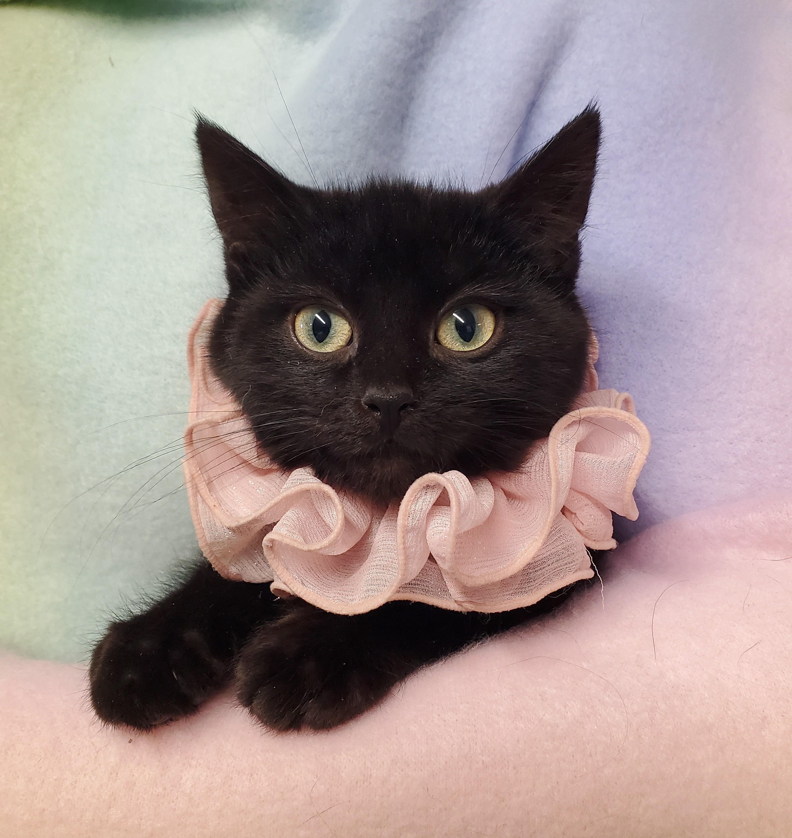 Miss Squeek, adopted, Young Female Domestic Short Hair.