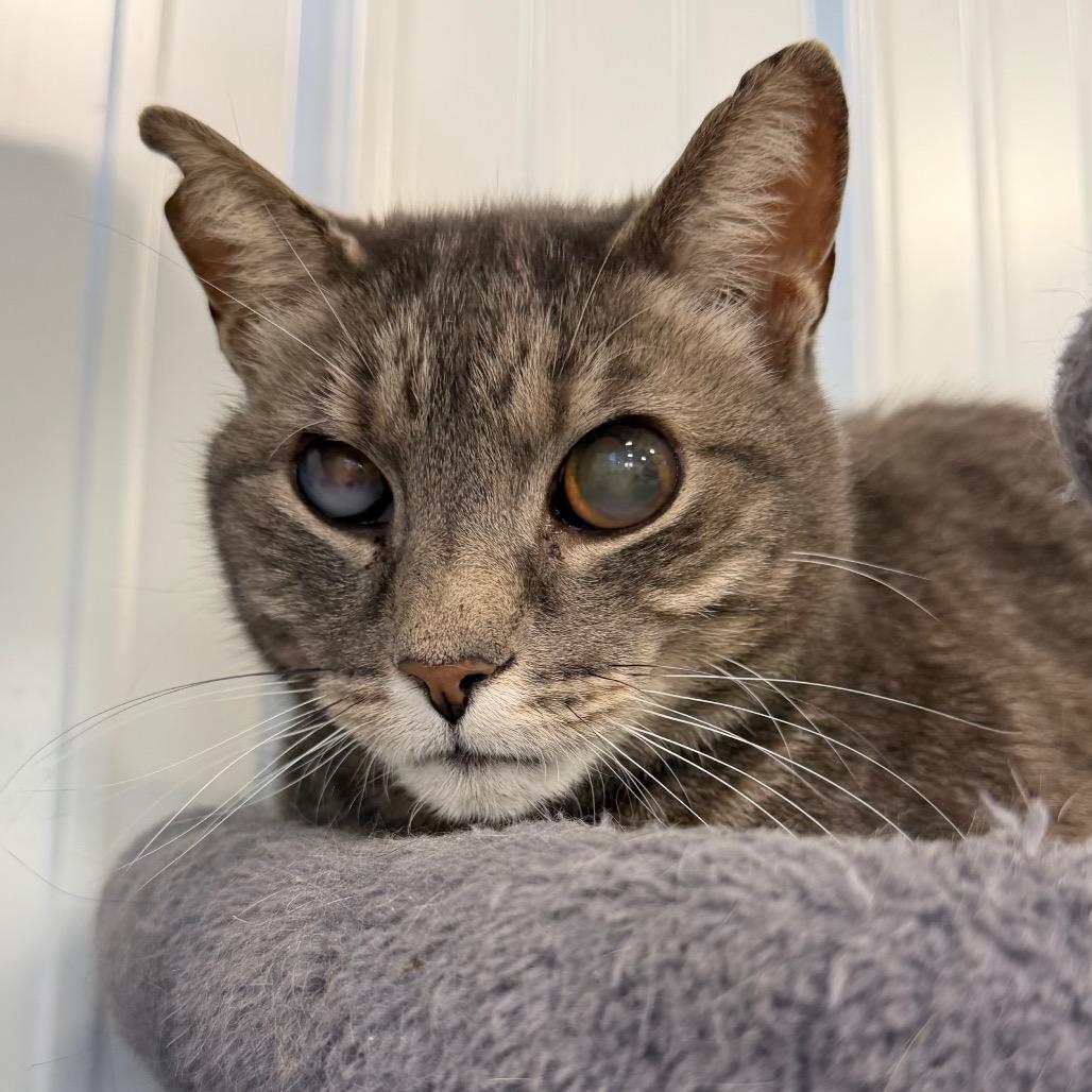 Keeda, Adoptable, Senior Male Domestic Short Hair.