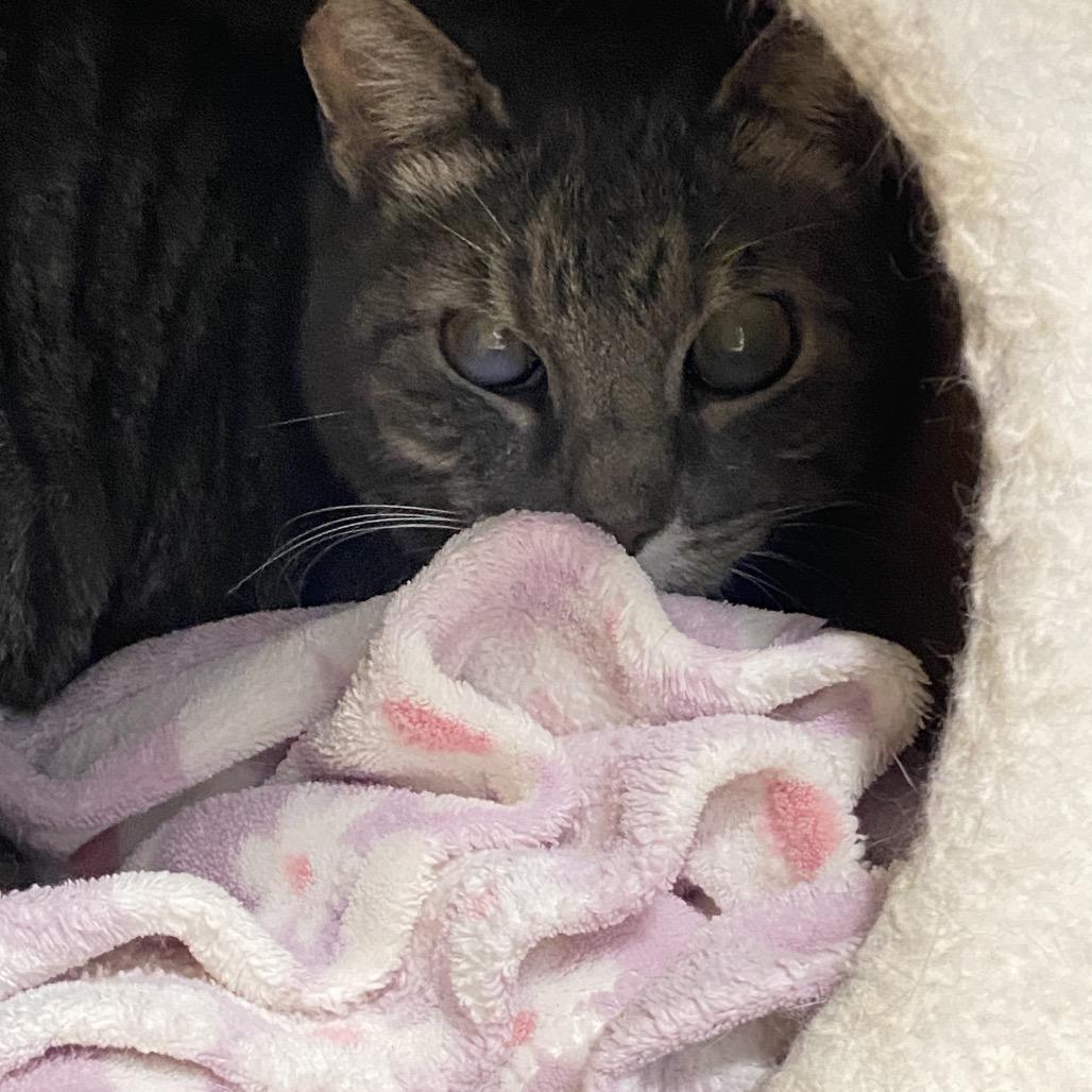Enlarge Keeda, a Adoptable Domestic Short Hair in Sheridan, WY image 2/2