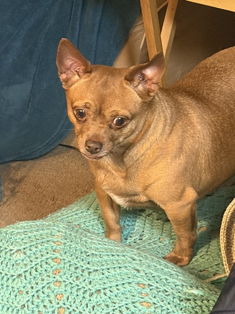 Enlarge Whoopie, a Adoptable Chihuahua in Jefferson Hills, PA image 1/3