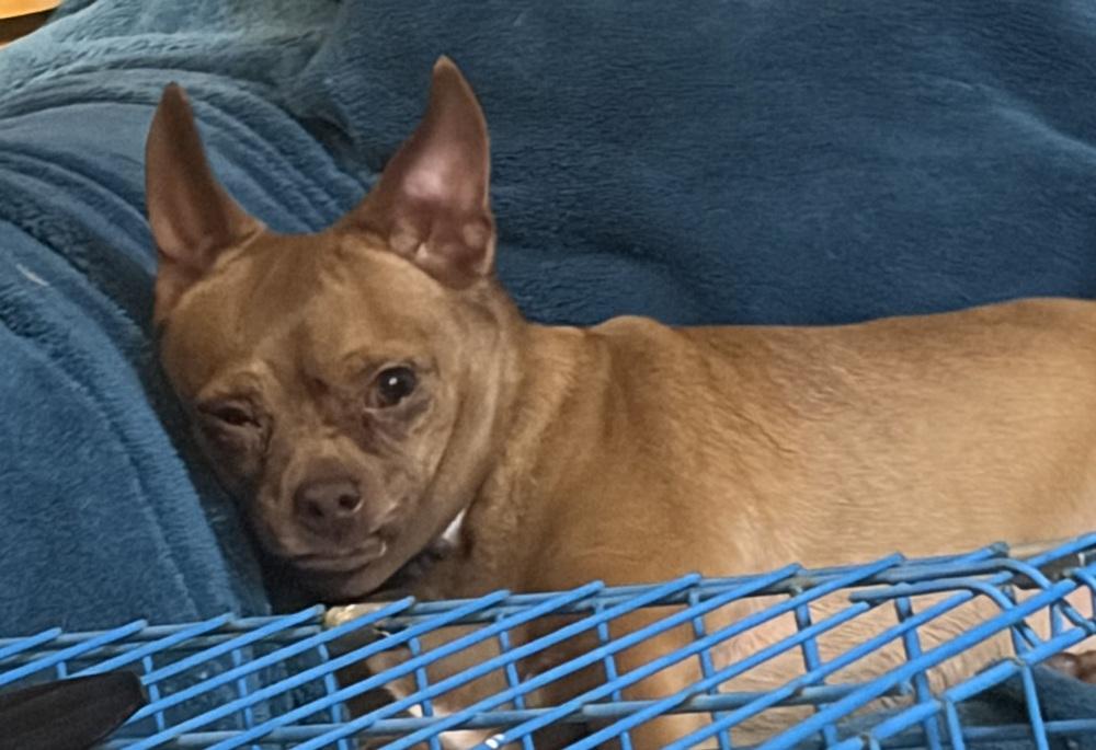 Enlarge Whoopie, a Adoptable Chihuahua in Jefferson Hills, PA image 2/3