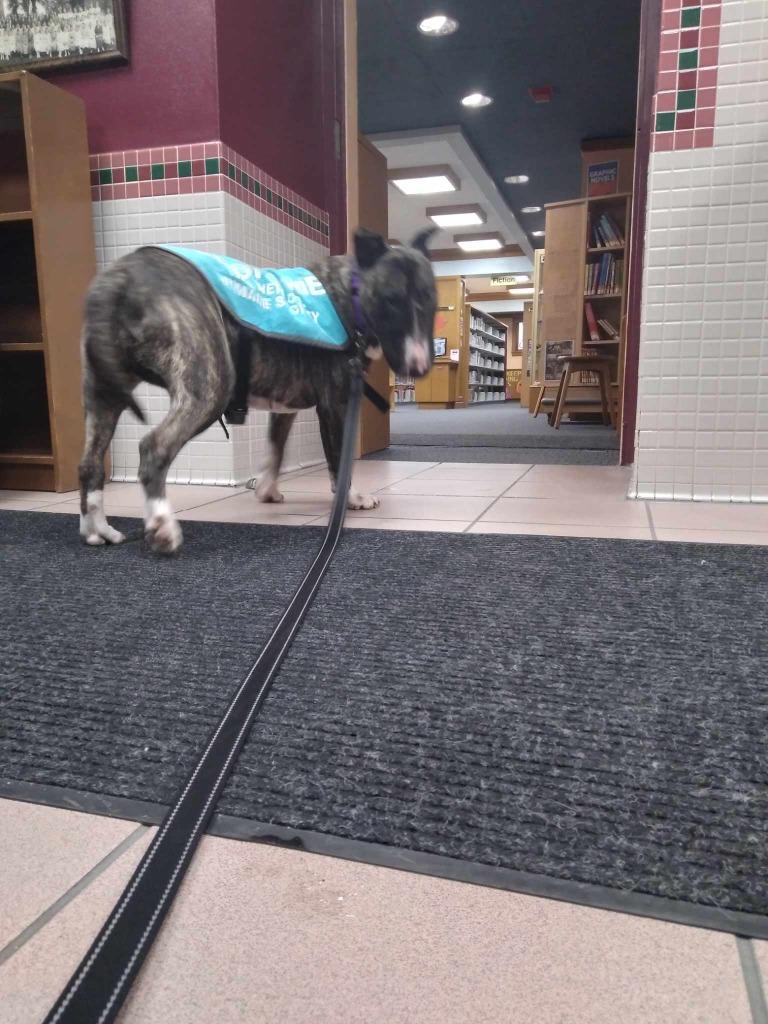 Dolores, Adoptable, Adult Female Bull Terrier.