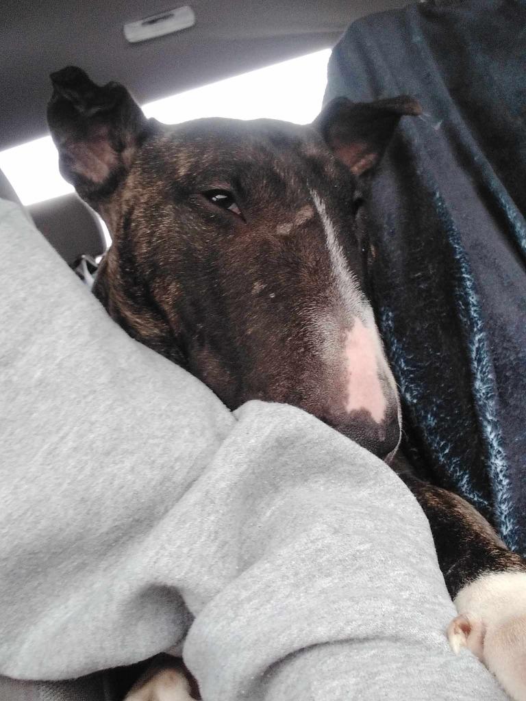 Enlarge Dolores, a Adoptable Bull Terrier in Van Wert, OH image 2/4