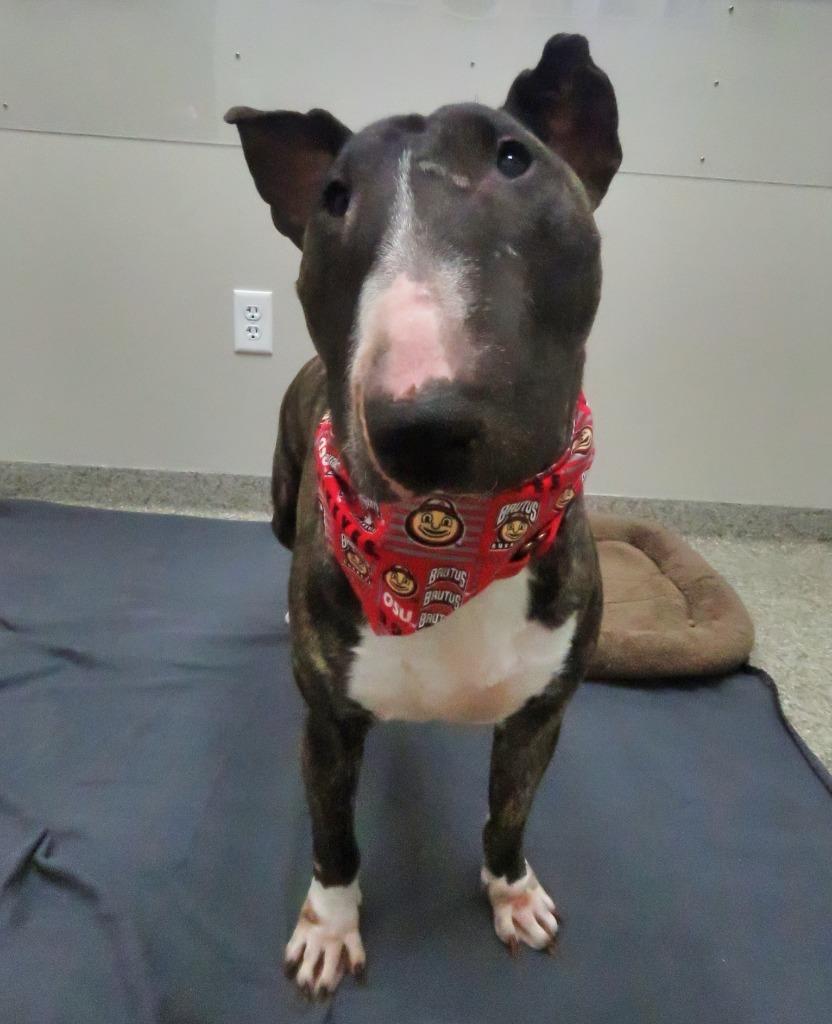 Enlarge Dolores, a Adoptable Bull Terrier in Van Wert, OH image 3/4