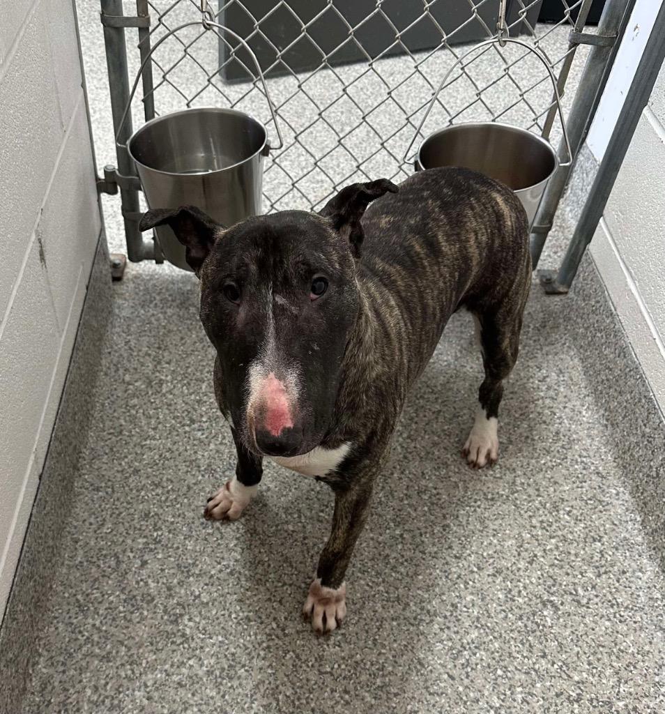 Enlarge Dolores, a Adoptable Bull Terrier in Van Wert, OH image 4/4