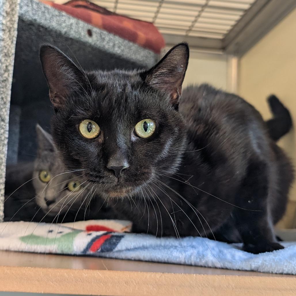 Uzi-AT PETCO, Adoptable, Adult Male Domestic Short Hair.