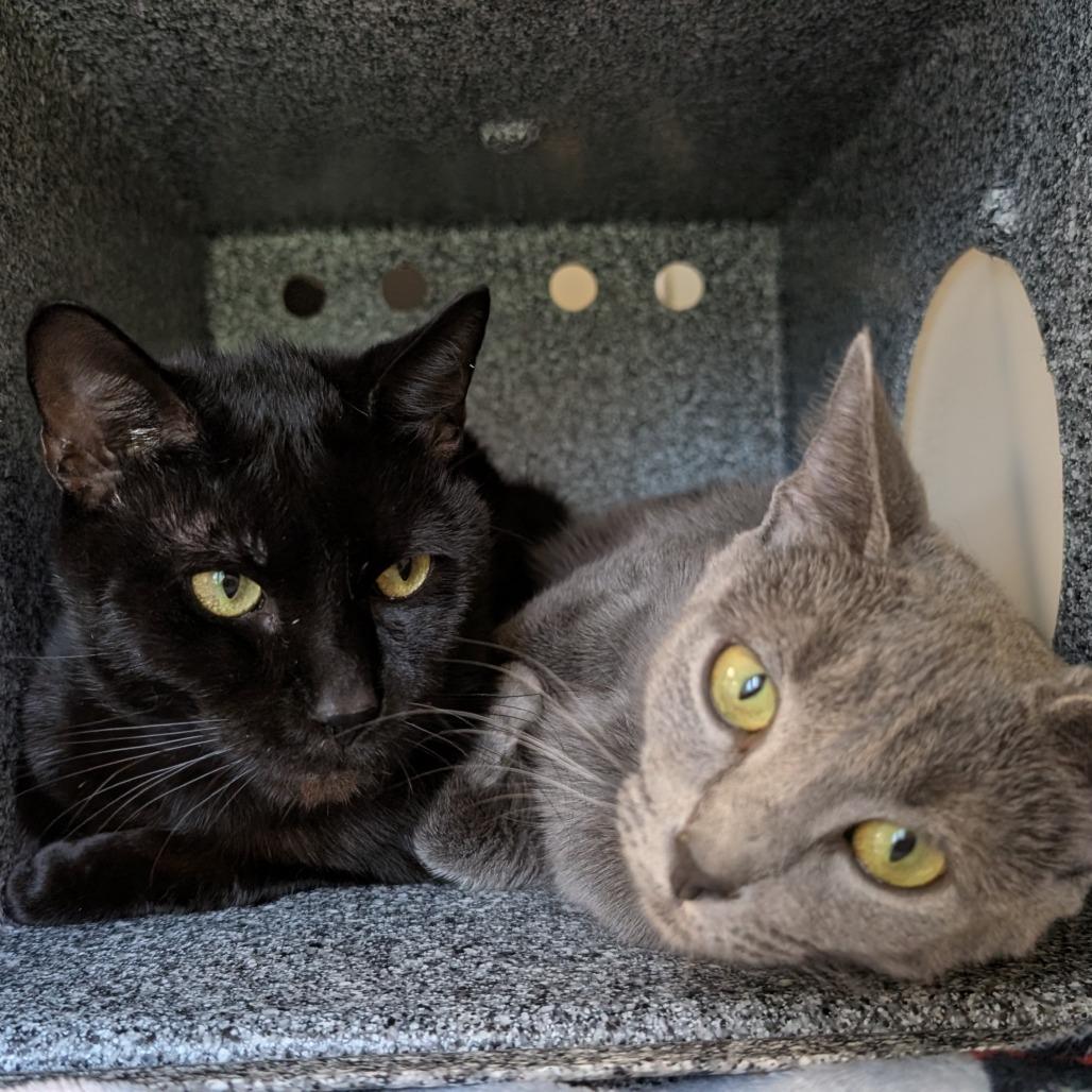 Enlarge Uzi-AT PETCO, a Adoptable Domestic Short Hair in Birdsboro, PA image 2/4