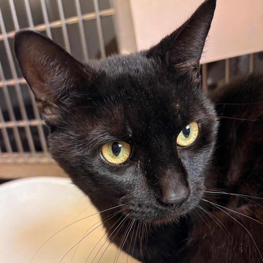 Enlarge Uzi-AT PETCO, a Adoptable Domestic Short Hair in Birdsboro, PA image 3/4