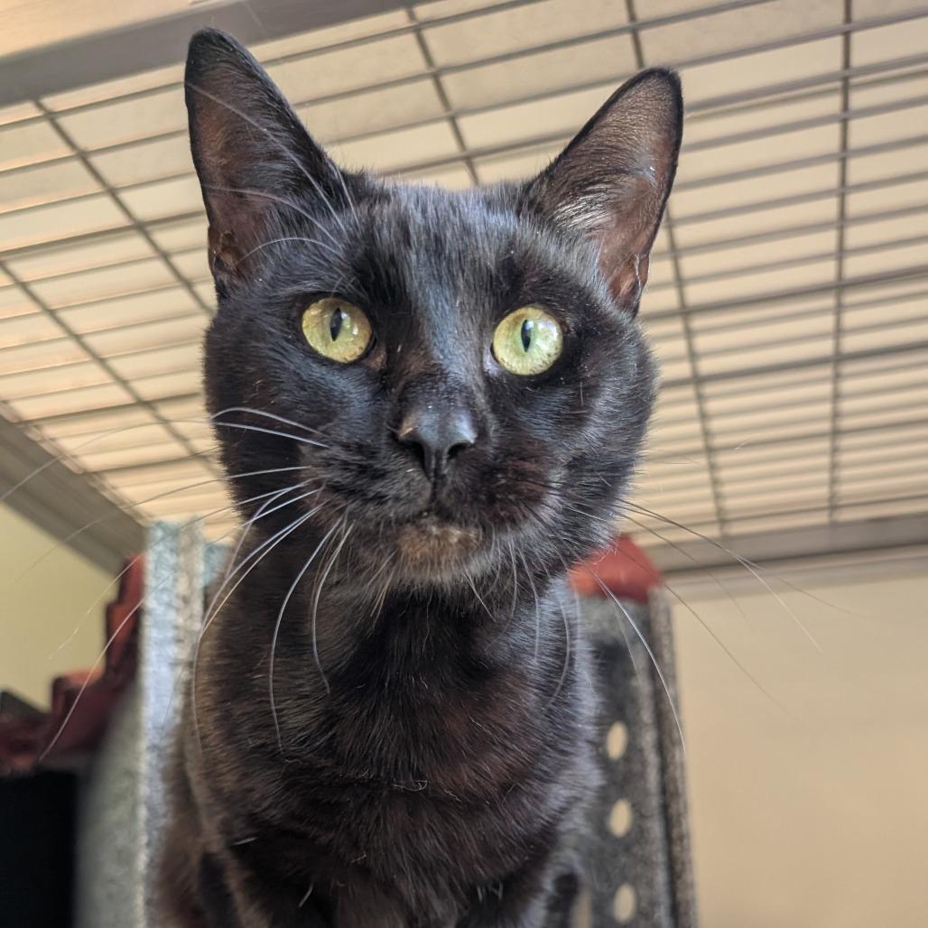 Enlarge Uzi-AT PETCO, a Adoptable Domestic Short Hair in Birdsboro, PA image 4/4