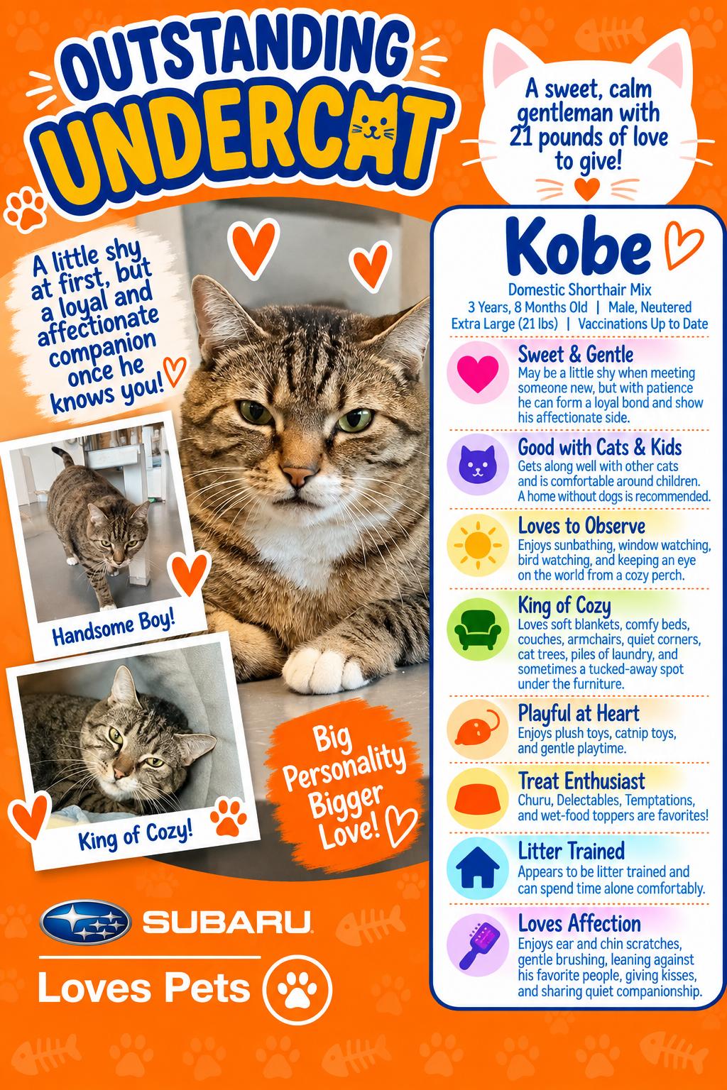 Enlarge Kobe, a Adoptable Domestic Short Hair in Winter Haven, FL image 1/6