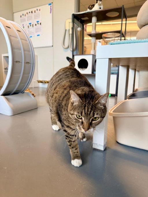 Kobe, a ADOPTABLE Domestic Short Hair in Winter Haven, FL image 2/6