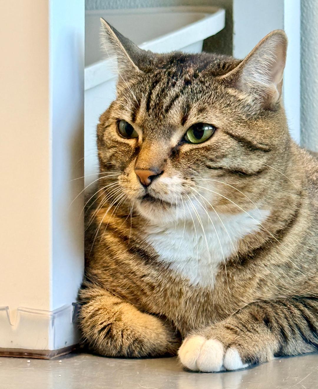 Kobe, a ADOPTABLE Domestic Short Hair in Winter Haven, FL image 4/6