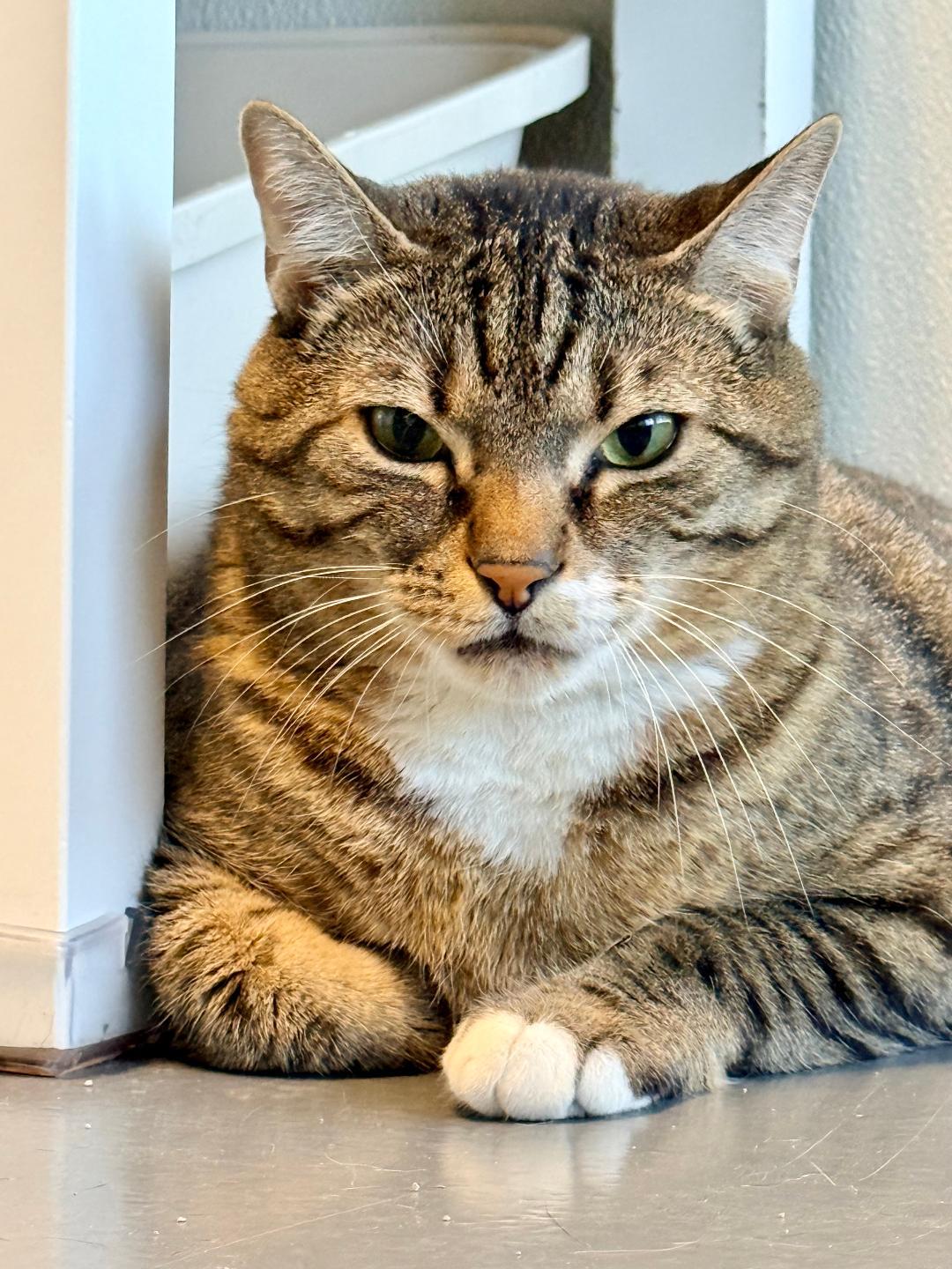 Kobe, a ADOPTABLE Domestic Short Hair in Winter Haven, FL image 3/6