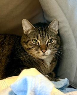 Kobe, a ADOPTABLE Domestic Short Hair in Winter Haven, FL image 5/6