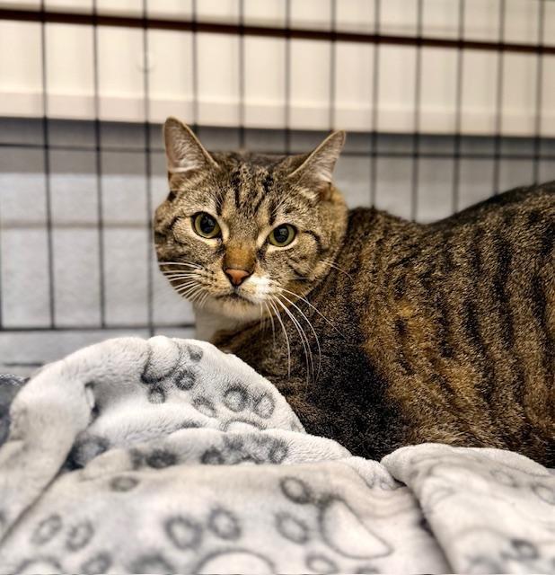 Kobe, ADOPTABLE, Adult Male Domestic Short Hair.