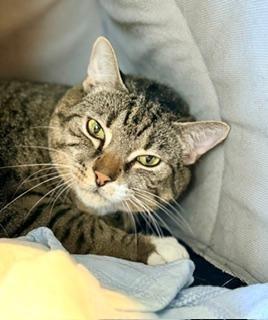 Kobe, ADOPTABLE, Adult Male Domestic Short Hair.