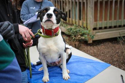 Enlarge 26-62 GiGi, a Adoptable mixed breed in Barnesville, GA image 1/2