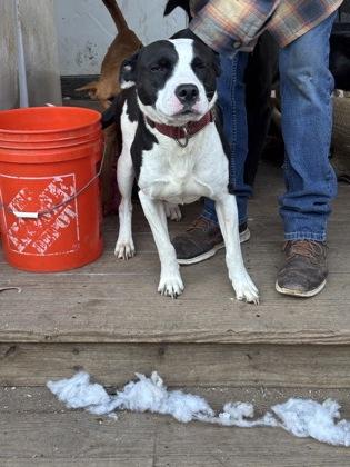 Enlarge 26-62 GiGi, a Adoptable mixed breed in Barnesville, GA image 2/2