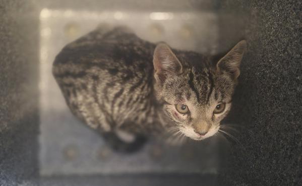 Virgo, Adoptable, Kitten Female Domestic Short Hair.