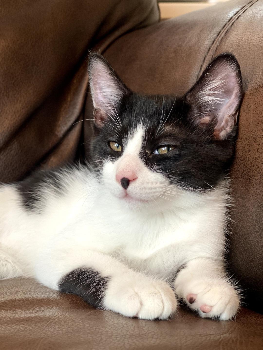 Enlarge Blue, a ADOPTABLE Domestic Short Hair in Sayreville, NJ image 6/6