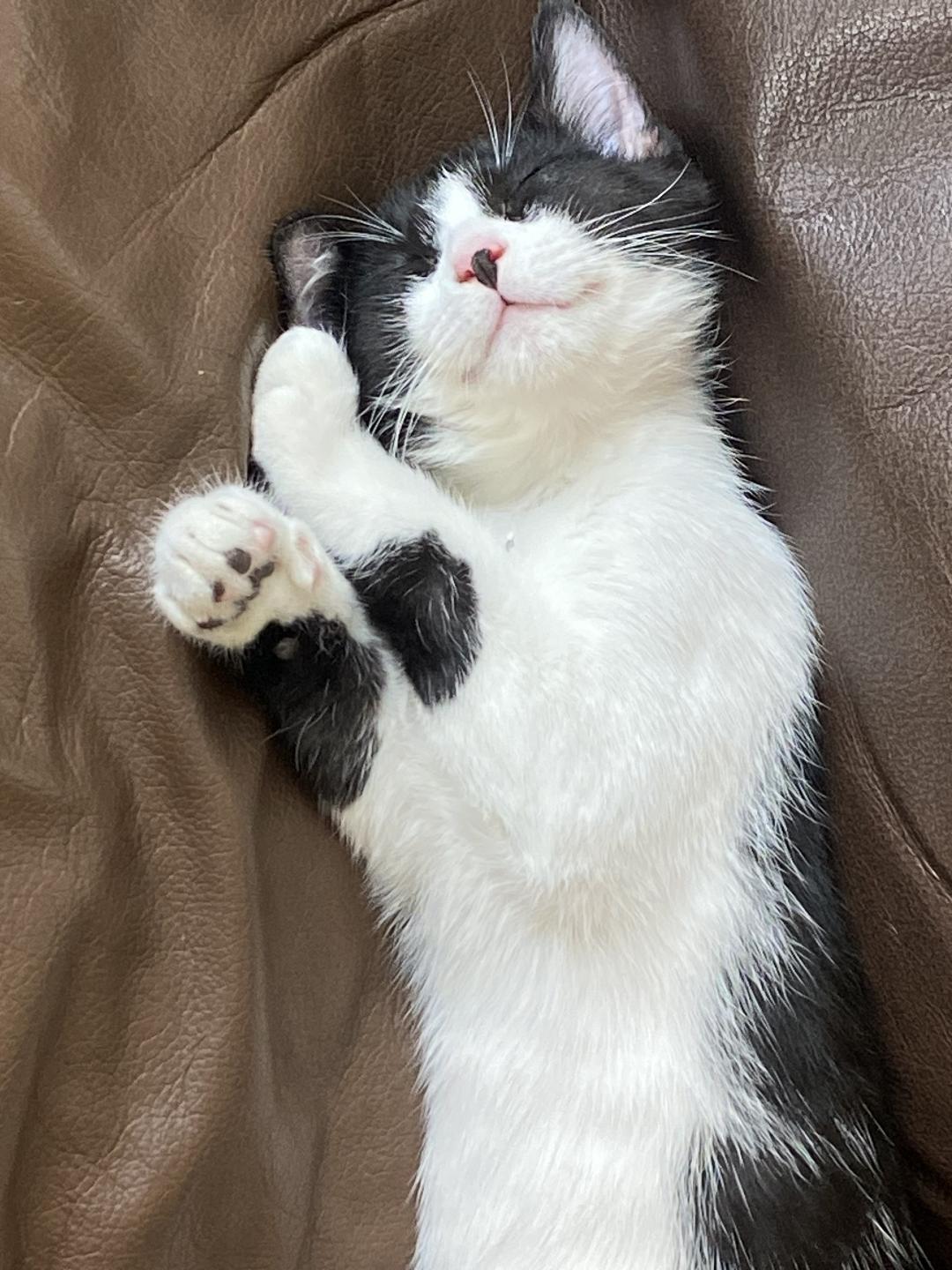 Enlarge Blue, a ADOPTABLE Domestic Short Hair in Sayreville, NJ image 5/6