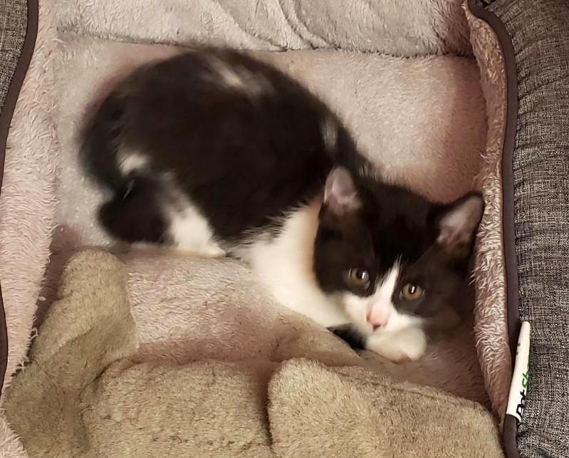 Enlarge Blue, a ADOPTABLE Domestic Short Hair in Sayreville, NJ image 2/4