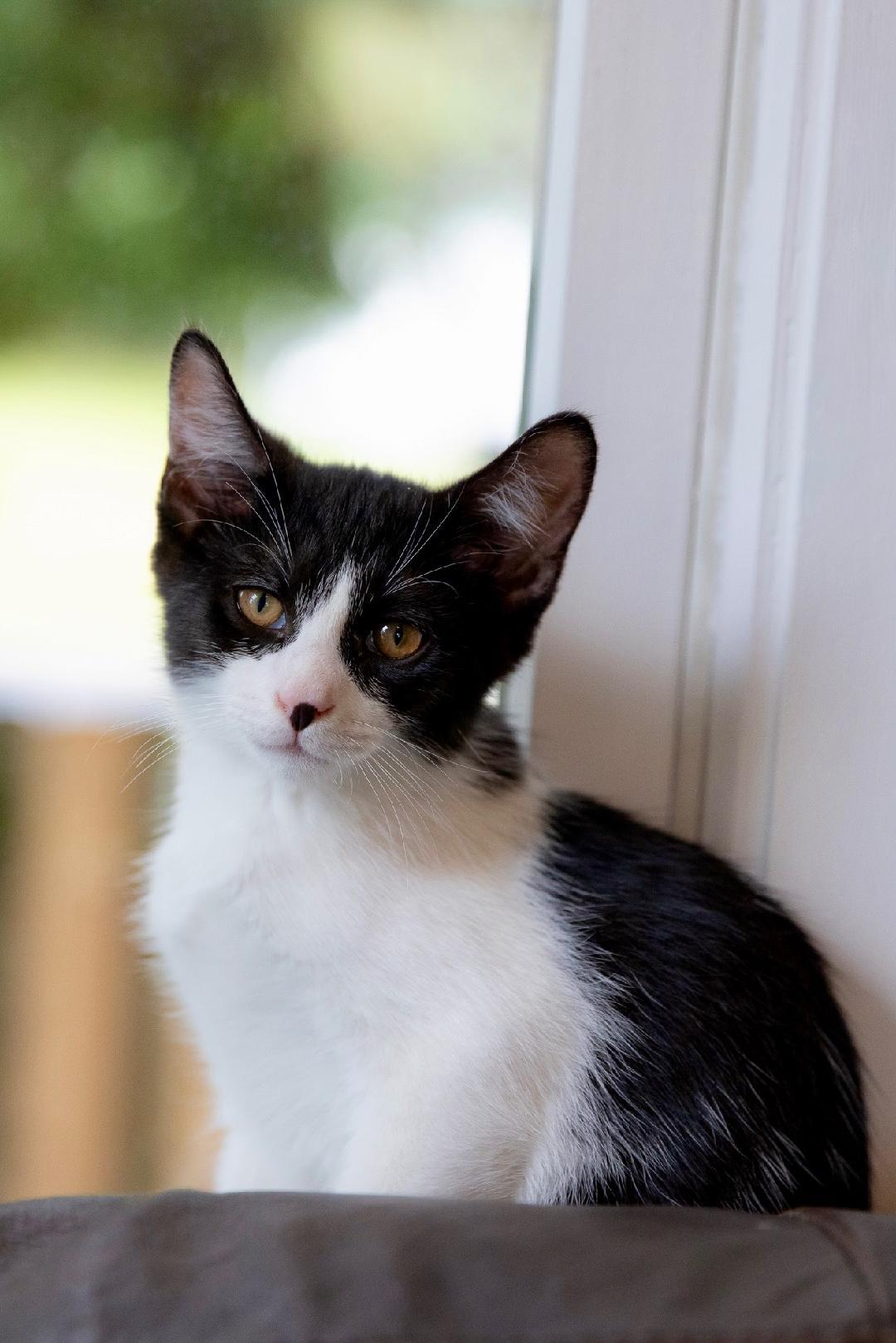 Enlarge Blue, a ADOPTABLE Domestic Short Hair in Sayreville, NJ image 1/6